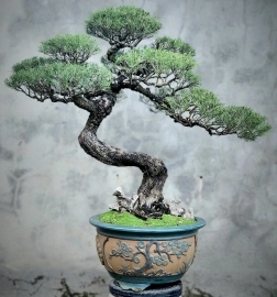 Cây Dương (Phi Lao) bonsai cây già mịn tàn dáng nghệ thuật