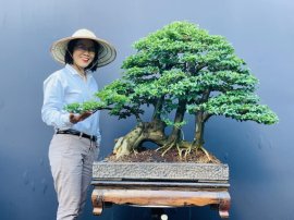 Cây kim quýt