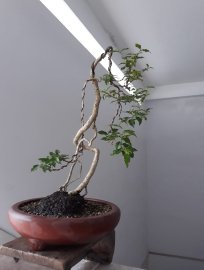 Hồng Ngọc Mai nhân văn...