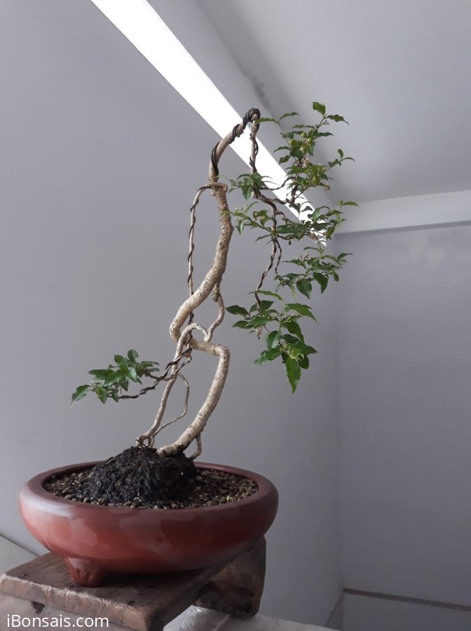 Hồng Ngọc Mai nhân văn...