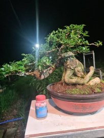 Sam hương rin lắc rất đẹp