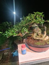 Sam hương rin lắc rất đẹp