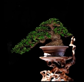 Demo bonsai mai chiếu thủy