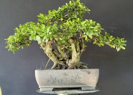 Hải Châu cụm mini già khú đàn làm bông