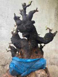 Như một bức tranh..cao hơn 50..hoành 79..k xẹo