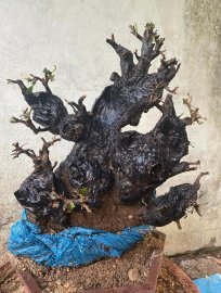 Như một bức tranh..cao hơn 50..hoành 79..k xẹo