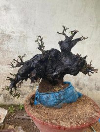 Cũng là cái cây..nhưng dáng lạ quá