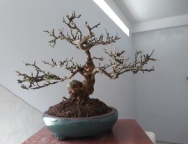Em Linh Sam sông Hinh zin...