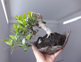 Em Si Nhật...