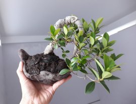 Em Si Nhật...