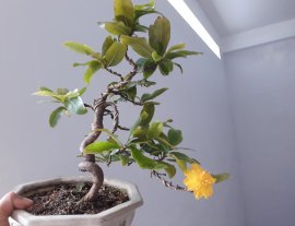 Mai Cam nở sớm 1 bông....