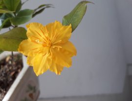 Mai Cam nở sớm 1 bông....