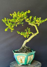 Mini để bàn full trái hải châu sông cầu văn nhân