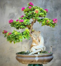 Hoa giấy bonsai mini cây già đẹp hoa siêng