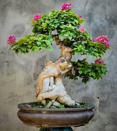 Hoa giấy bonsai mini cây già đẹp hoa siêng
