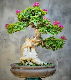 Hoa giấy bonsai mini cây già đẹp hoa siêng