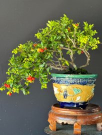 Cụm tàn rin sông cầu full trái mini để bàn