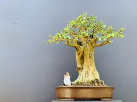 Kim tiền ạ