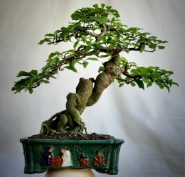 Lộc vừng già bonsai