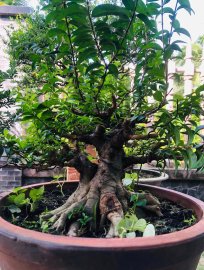 Mai chiếu thủy lá trung giao lưu ae giá mềm dễ nuôi