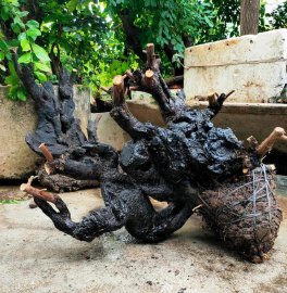 Cẩm thị đẹp..mặt sau không xẹo