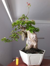 Hoa giấy ghép Đỏ Lửa, zin màu trắng.