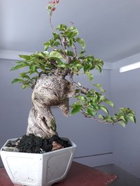 Hoa giấy ghép Đỏ Lửa, zin màu trắng.