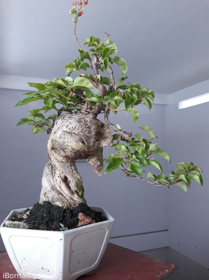 Hoa giấy ghép Đỏ Lửa, zin màu trắng.