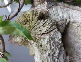 Hoa giấy ghép Đỏ Lửa, zin màu trắng.