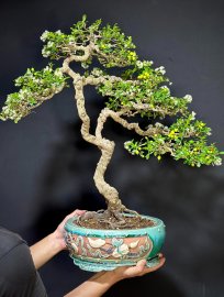 Sông cầu phong tranh từ khai thác về tới h củng 7 8 năm