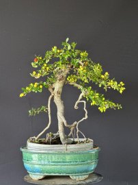 Hải châu sông cầu rể quái full trái