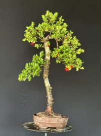 Hải châu sông cầu full trái văn nhân cây lá đẹp