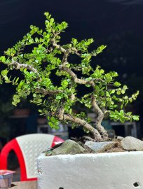 Hải châu sông cầu mini phong tranh 2 thân lắc