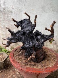 Cẩm thị như bức tranh
