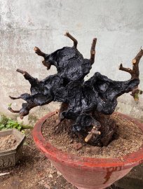 Cẩm thị như bức tranh