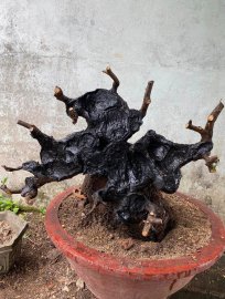 Cẩm thị như bức tranh
