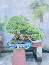 Hải châu lá nhỏ zin