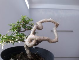 Kim Dòn với đường thân cực khéo.