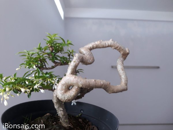Kim Dòn với đường thân cực khéo.