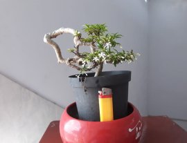 Kim Dòn với đường thân cực khéo.