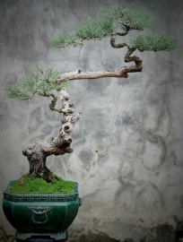 Cây Dương (phi lao) bonsai cây già dáng nghệ thuật