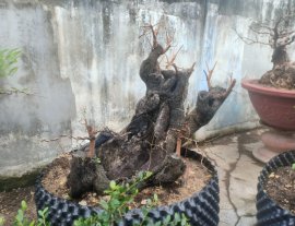 Cẩm thị sống khoẻ