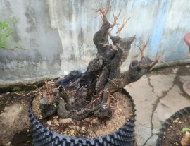 Cẩm thị sống khoẻ