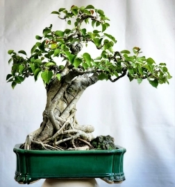 Bồ đề bonsai già lâu năm cây liền lạc thân già