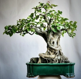 Bồ đề bonsai già lâu năm cây liền lạc thân già