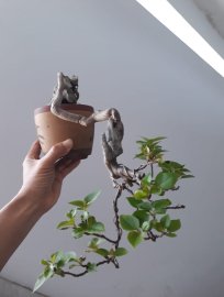 Em Bông Giấy Mỹ zin...