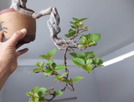 Em Bông Giấy Mỹ zin...