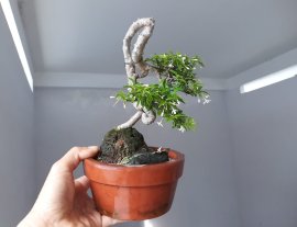 Kim Dòn lại nở hoa...