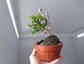 Kim Dòn lại nở hoa...