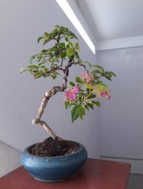 Hoa Giấy ghép Cánh Tiên...